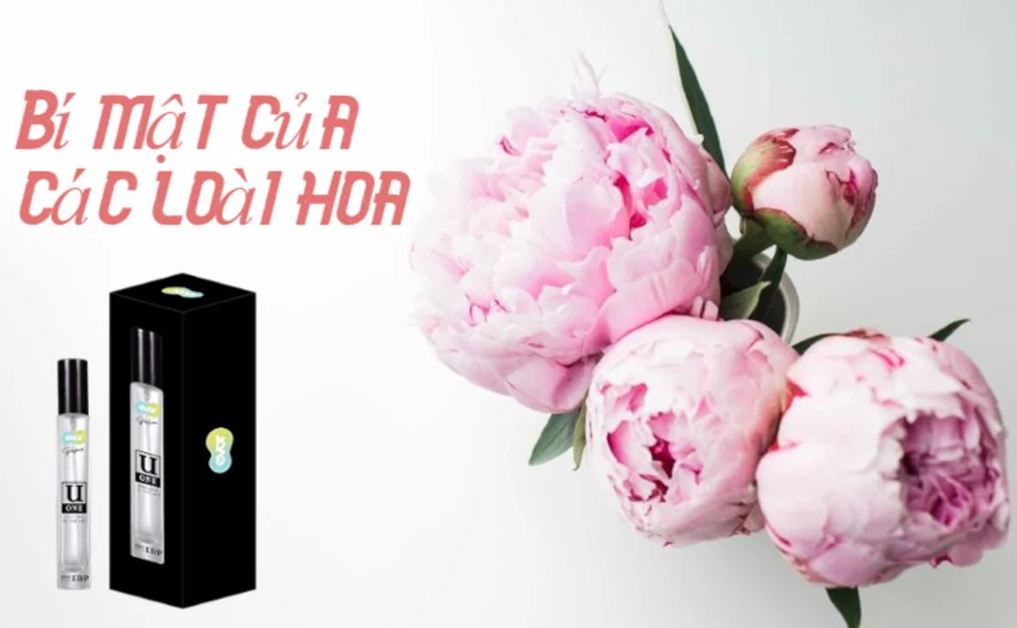 BÍ MẬT CỦA CÁC LOÀI HOA